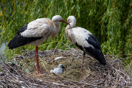 View of two adult white storks tending to their chick and an egg in a large stick nest against a backdrop of lush green foliage in Selestat, Grand Est, France.