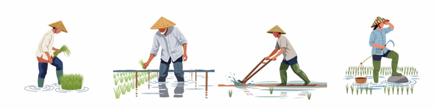 Collection of flat vector illustrations depicting Asian rice farmers working in traditional paddy fields with various agricultural tools.