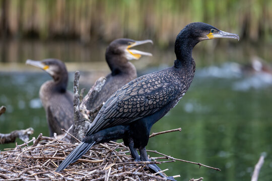 View of three great cormorants perched on a twig nest by the water in Selestat, Grand Est, France.