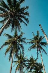 palm trees against blue sky © Hanif