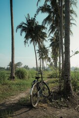 Fototapeta premium Bicycle on road and palm tree beside
