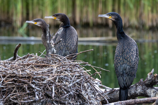 View of three cormorants perched on a large nest of twigs and branches by the water with green reeds in the background Selestat, Grand Est, France.