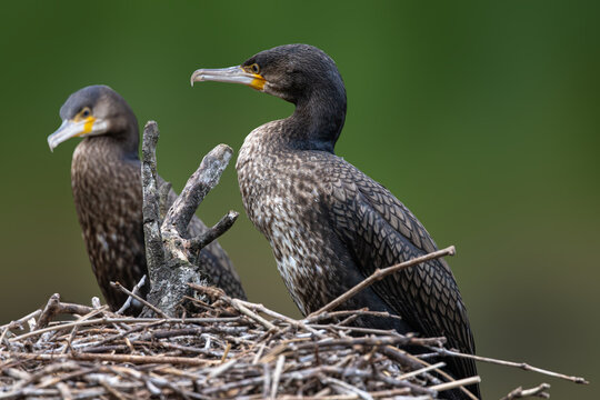 View of two great cormorants perched on a nest of dry sticks against a soft green background in Selestat, Grand Est, France.