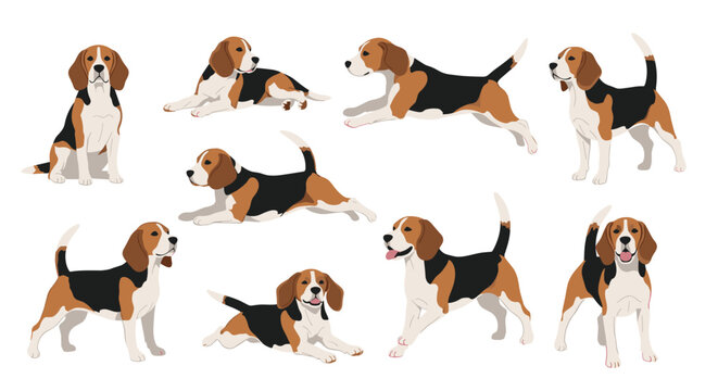 Detailed collection of various beagle dog illustrations in different poses such as sitting, running, lying down, and standing alert.