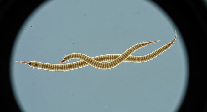 Two slender, segmented worms intertwine in a microscope view