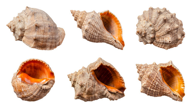 Assortment of diverse marine sea shells, photographed with an alpha channel for versatile design applications.