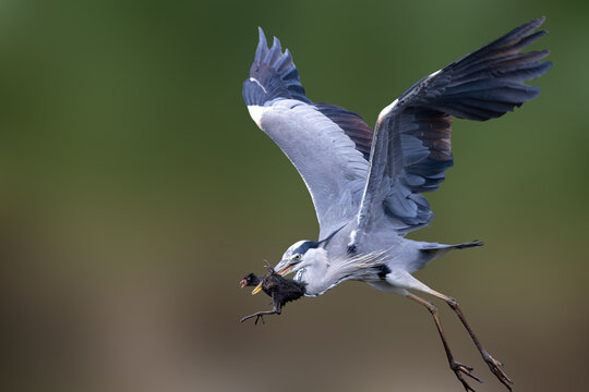 View of a grey heron in flight carrying a small moorhen chick in its beak against a blurred green background Selestat, Grand Est, France.