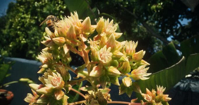 Medium shot of bumble bee crawling across gorgeous yellow flowers