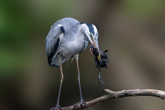 View of a grey heron perched on a branch while holding a small black chick in its beak against a blurred natural background in Selestat, Grand Est, France.