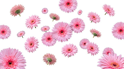 Vibrant pink gerbera daisy flowers, showcasing delicate petals and striking dark centers. © Nathan