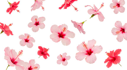 Scattered vibrant pink and red hibiscus flowers creating a colorful tropical botanical pattern on transparent. © Nathan
