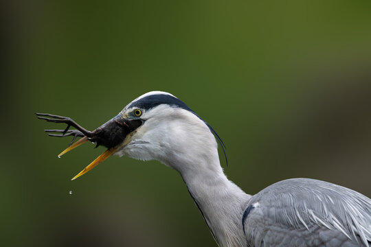 View of a grey heron swallowing a frog with its beak wide open against a blurred green background in Selestat, Grand Est, France.