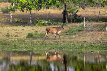 Naklejka premium Wild antelope walking near a pond in natural savanna