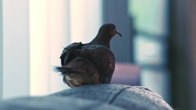 Mourning dove sitting with back turned on sofa showing an unusual perspective of a bird in an indoor environment