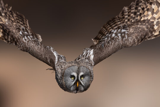 View of a Great Grey Owl in flight with its wings spread wide against a soft blurred background in Selestat, Grand Est, France.