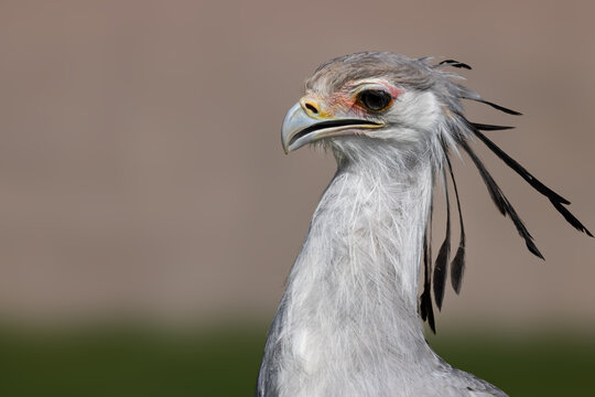 View of a secretarybird showing its distinctive black head quills and hooked beak against a soft blurred background in Selestat, Grand Est, France.