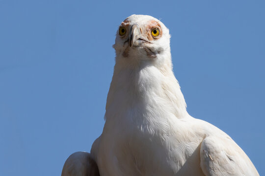 View of an Egyptian vulture with white plumage and yellow eyes against a clear blue sky Selestat, Grand Est, France.