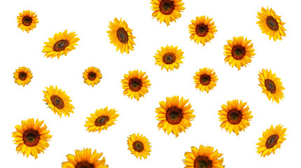 Scattered vibrant yellow sunflowers with dark centers isolated on a transparent background. © Sharon
