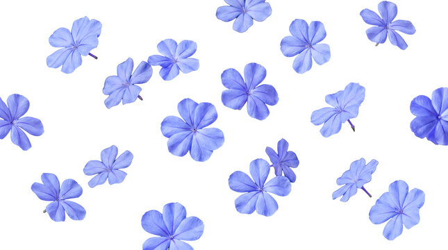 Beautiful blue plumbago flowers with subtle green stems, isolated on a transparent background, scattered naturally.