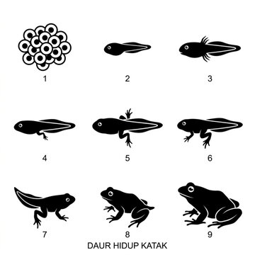 Frog life cycle vector illustration set, showing complete metamorphosis stages from egg to adult frog