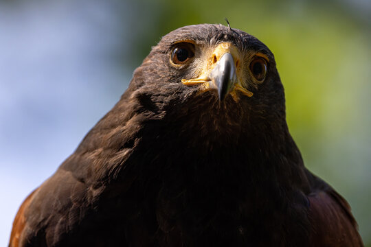 View of a majestic bird of prey with sharp eyes and dark brown feathers looking at the camera against a blurred green background in Selestat, Grand Est, France.