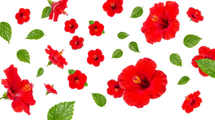 Vibrant red hibiscus flowers with lush green leaves scattered and isolated on a transparent background for tropical. © Kayleigh