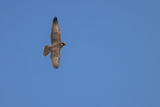 View of a peregrine falcon soaring through a clear blue sky with its wings fully extended in Selestat, Grand Est, France.