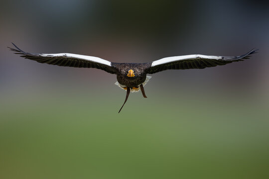 View of a Steller's Sea Eagle in flight with wings spread wide against a blurred green background Selestat, Grand Est, France.