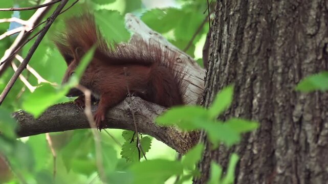 Red squirrel resting on a tree branch in a lush forest environment.