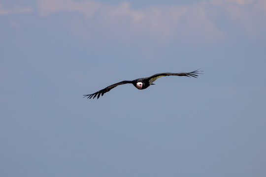 View of a large vulture flying with wings spread wide against a soft blue sky Selestat, Grand Est, France.