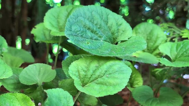 Horizontal video of vibrant green round leaves texture. Close up of lush forest plant foliage with bright shimmering bokeh background.