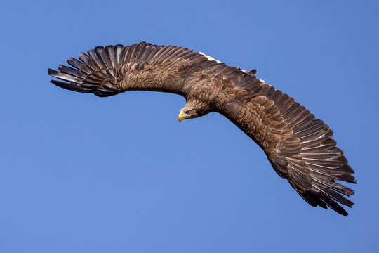 View of a majestic white-tailed eagle soaring through a clear blue sky with its wings fully extended in Selestat, Grand Est, France.