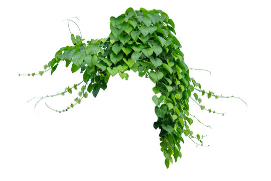 plants ivy. Vines on white background with copy space and clipping path.