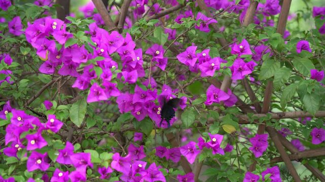 Butterfly fluttering on paperflower tree aka Bougainvillea glabra , lesser, or Imperial delight. The triangular plum blossom is in full bloom.