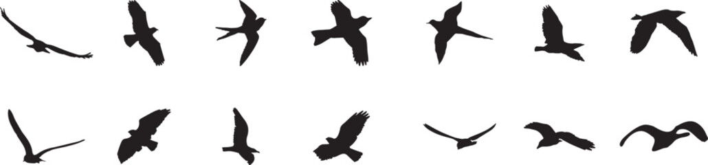 Fototapeta premium Flying bird silhouette collection with dynamic black avian shapes and realistic wing motion poses. Minimal wildlife illustration set for nature branding, logo design and decorative graphic projects.