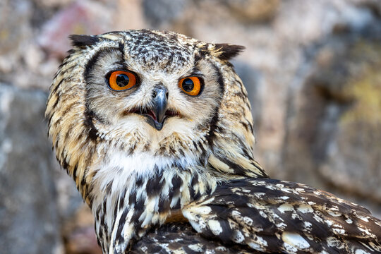 View of a majestic eagle owl with striking orange eyes and detailed plumage against a blurred stone background in Selestat, Grand Est, France.