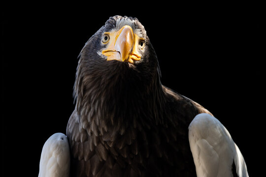 View of a majestic Steller's Sea Eagle with its powerful yellow beak and intense gaze against a dark background in Selestat, Grand Est, France.