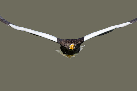 View of a Steller's sea eagle flying towards the camera with its massive wings spread wide against a neutral background Selestat, Grand Est, France.