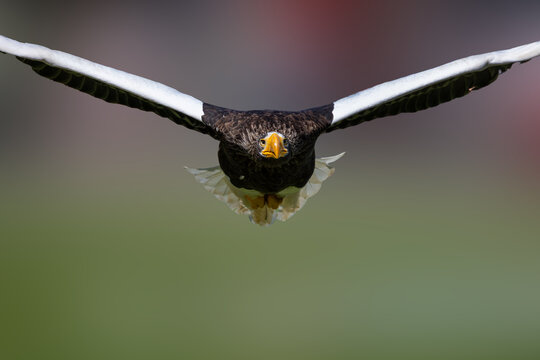 View of a Steller's sea eagle flying directly towards the camera with its massive wings spread wide against a soft green background in Selestat, Grand Est, France.
