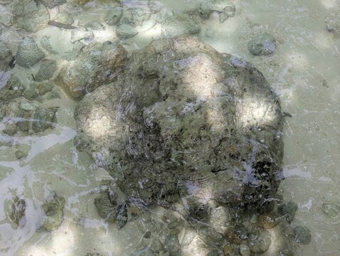 Coral-covered rock beneath clear shallow seawater, revealing natural marine textures, coastal geology, and transparent tropical waters in a serene shoreline environment.