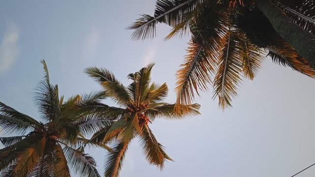 Low Angle Shot of Coconut Palm Trees Swaying in the Golden Sunrise Light in Banyuwangi