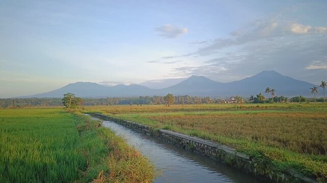 Green rice field in Banyuwangi at sunrise.