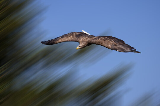 View of a majestic white-tailed eagle soaring through a clear blue sky with its wings spread wide over the lush greenery of Selestat, Grand Est, France.