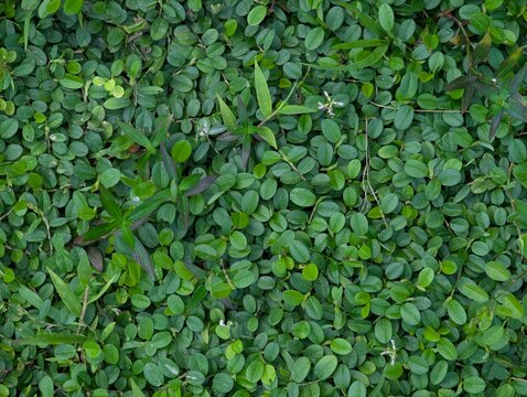 Top view of dense green ground cover plants with small overlapping leaves forming a lush natural texture, ideal for backgrounds, landscaping, ecology, and botanical design projects.