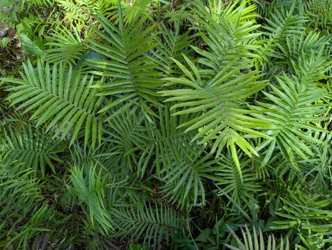 Close-up of vibrant green fern fronds forming a dense tropical foliage pattern, ideal for nature backgrounds, botanical themes, environmental concepts, and organic texture designs.