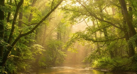Obraz premium Sunlit Forest Pathway with Overhanging Trees in Serene Natural Setting