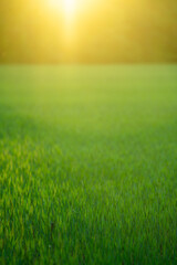 Outdoor meadow glows with sunlight. Peaceful outdoor field feels tranquil. Outdoor scenery supports summer nature. Bright outdoor backdrop looks fresh.