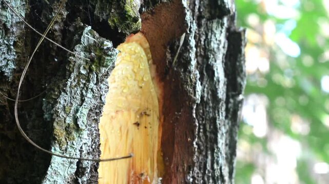 Close-up of pine tree resin naturally dripping from the bark in a forest environment