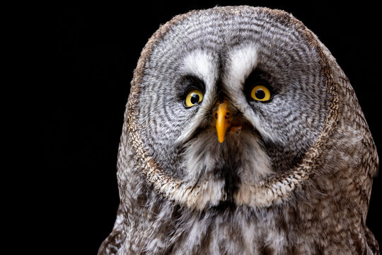 View of a Great Grey Owl with intense yellow eyes and detailed grey plumage against a black background in Selestat, Grand Est, France.
