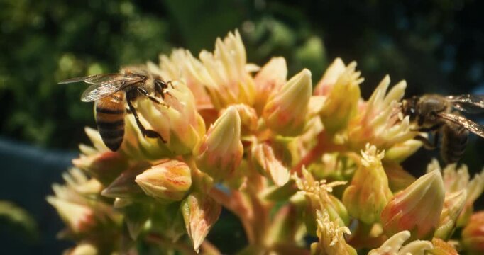 Two bumblebees crawling over yellow flower buds - closeup